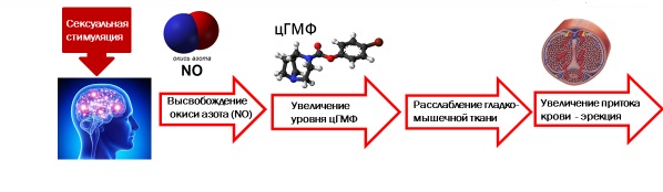 Причины эректильной дисфункции | potentia